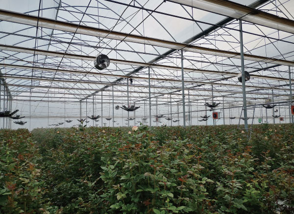 云南某玫瑰花种植基地 云南某玫瑰花种植基地